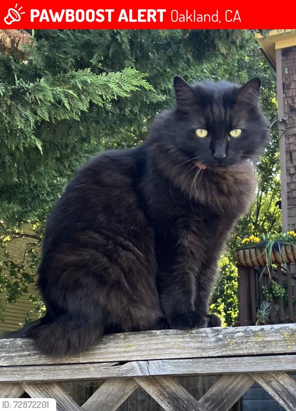 Lost Female Cat last seen East 27th, Oakland, CA 94601