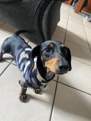 Lost Female Dog last seen Last seen at Oaklane est heading towards Location road, Brakpan, GP 