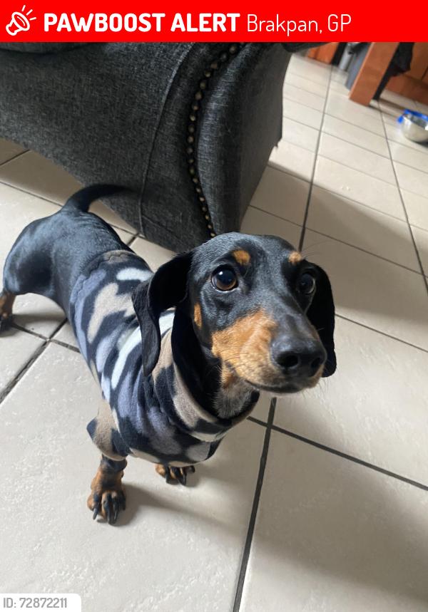 Lost Female Dog last seen Last seen at Oaklane est heading towards Location road, Brakpan, GP 