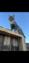 Lost Male Cat last seen Montana  y Asencion, El Paso, TX 79938