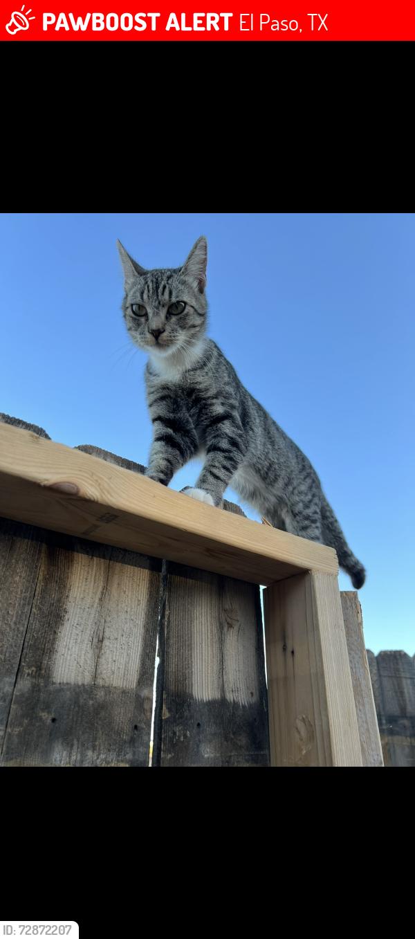 Lost Male Cat last seen Montana  y Asencion, El Paso, TX 79938
