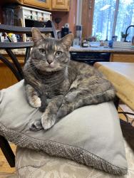 Lost Female Cat last seen Short Rd, Deer Park, WA 99006