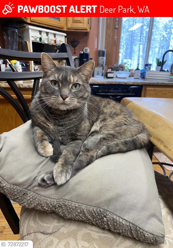 Lost Female Cat last seen Short Rd, Deer Park, WA 99006