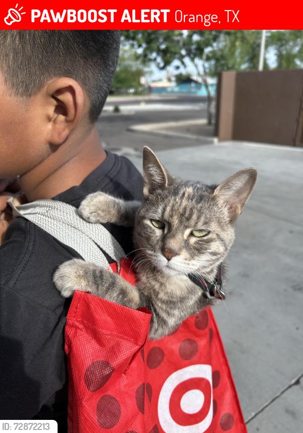 Lost Female Cat last seen Central Glendale Phoenix Az, Orange, TX 77630