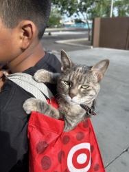 Lost Female Cat last seen Central Glendale Phoenix Az, Orange, TX 77630