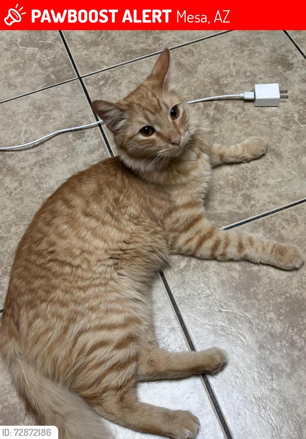 Lost Male Cat last seen Near S Doran, Mesa, AZ 85204