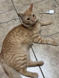 Lost Male Cat last seen Near S Doran, Mesa, AZ 85204