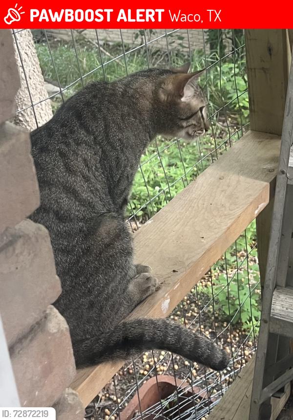 Lost Male Cat last seen Charboneau Dr in mountainview neighborhood, Waco, TX 76710