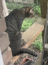 Lost Male Cat last seen Charboneau Dr in mountainview neighborhood, Waco, TX 76710