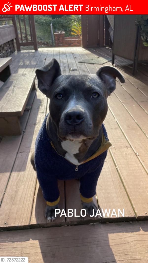 Lost Male Dog last seen Carmel Road, Birmingham, AL 35235