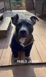 Lost Male Dog last seen Carmel Road, Birmingham, AL 35235