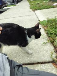 Found/Stray Unknown Cat last seen Near Kissimmee airport , apmt complex Blue heron we, Kissimmee, FL 34741