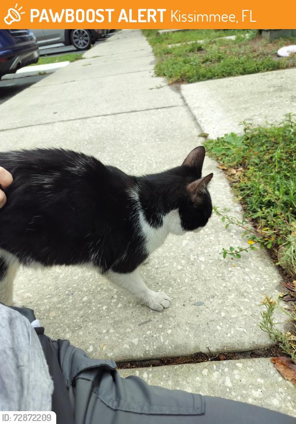 Found/Stray Unknown Cat last seen Near Kissimmee airport , apmt complex Blue heron we, Kissimmee, FL 34741
