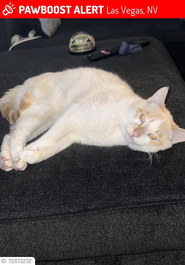 Lost Male Cat last seen Durango, Las Vegas, NV 89113