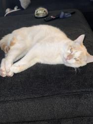 Lost Male Cat last seen Durango, Las Vegas, NV 89113