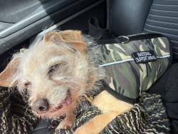 Lost Male Dog last seen Military & Lawnview , Dallas, TX 75227