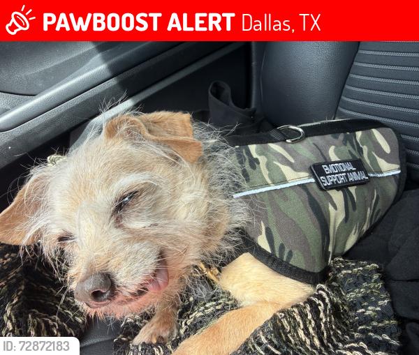 Lost Male Dog last seen Military & Lawnview , Dallas, TX 75227