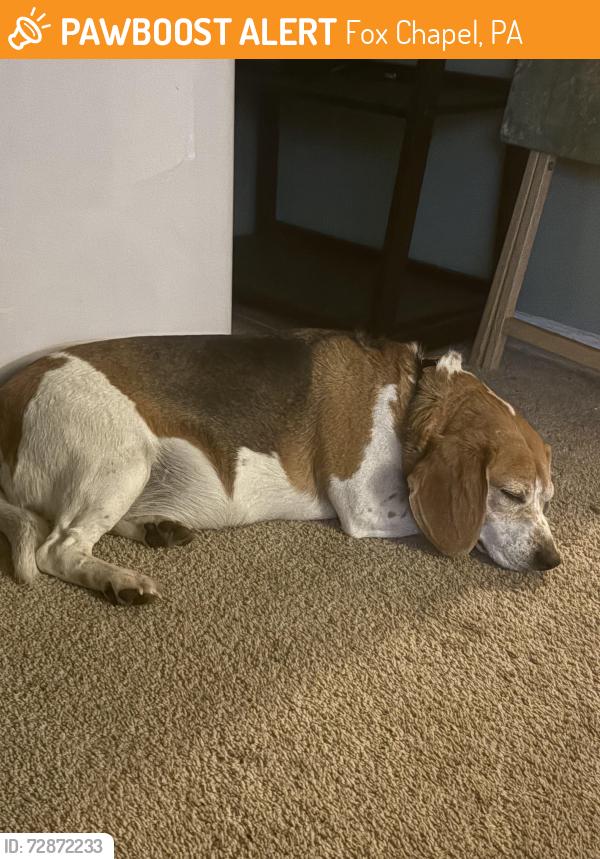 Found/Stray Unknown Dog last seen Freemont, Fox Chapel, PA 15238