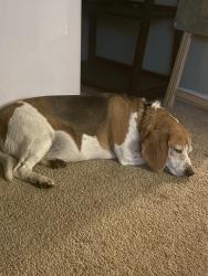 Found/Stray Unknown Dog last seen Freemont, Fox Chapel, PA 15238