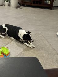 Lost Female Dog last seen Aventura Park, Henderson, Nevada, Inspirada development, Henderson, NV 89044