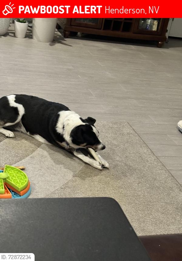 Lost Female Dog last seen Aventura Park, Henderson, Nevada, Inspirada development, Henderson, NV 89044