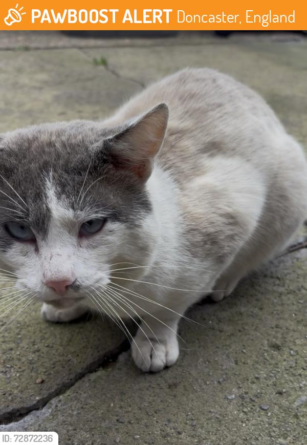 Found/Stray Male Cat last seen Sandbeck Road, South Yorkshire, England 