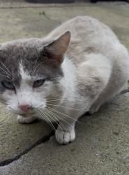 Found/Stray Male Cat last seen Sandbeck Road, South Yorkshire, England 