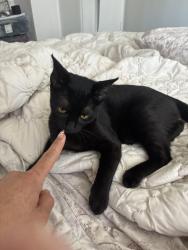 Lost Female Cat last seen The traffic circle at Long Beach , Long Beach, CA 90815