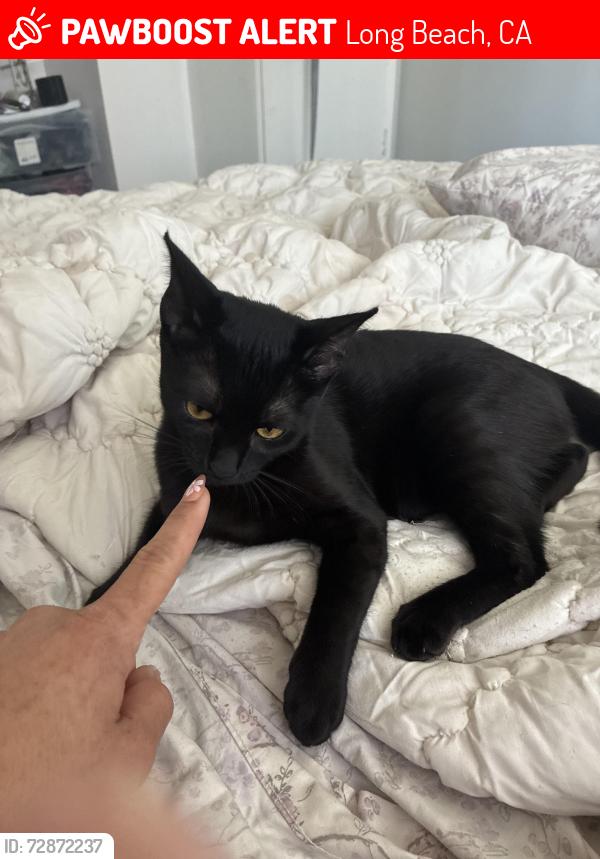 Lost Female Cat last seen The traffic circle at Long Beach , Long Beach, CA 90815