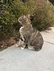 Found/Stray Unknown Cat last seen Montana and 4th St, Santa Monica, CA 90403