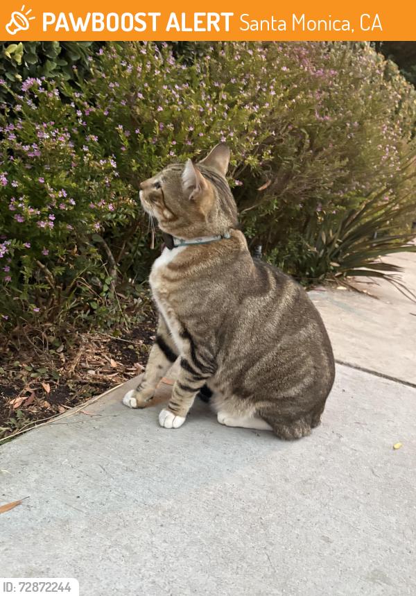 Found/Stray Unknown Cat last seen Montana and 4th St, Santa Monica, CA 90403