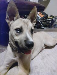 Found/Stray Male Dog last seen Sentry apmts, Tempe, AZ 85282