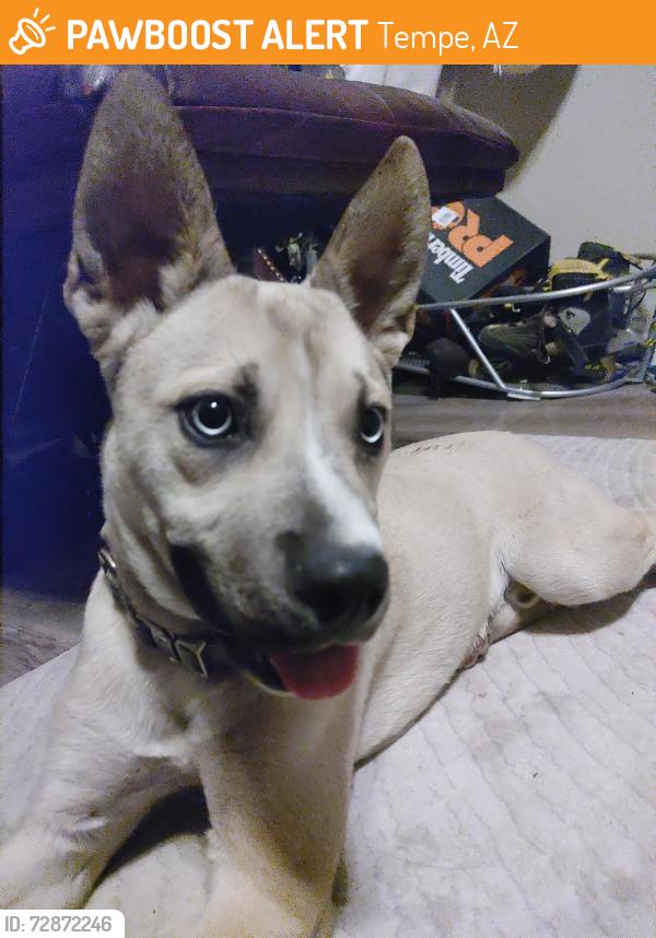 Found/Stray Male Dog last seen Sentry apmts, Tempe, AZ 85282