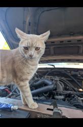 Lost Male Cat last seen Mt Henry , San Diego, CA 92117