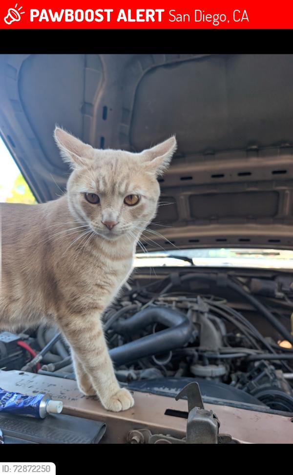 Lost Male Cat last seen Mt Henry , San Diego, CA 92117