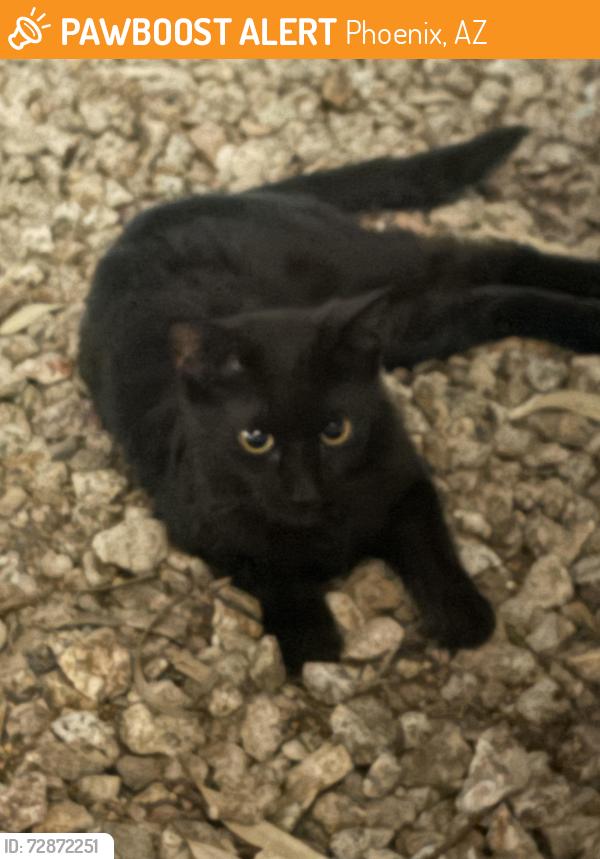Found/Stray Unknown Cat last seen Bell and 35th behind valle Luna , Phoenix, AZ 85053