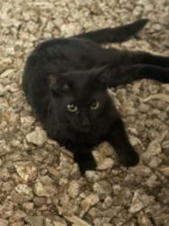 Found/Stray Unknown Cat last seen Bell and 35th behind valle Luna , Phoenix, AZ 85053