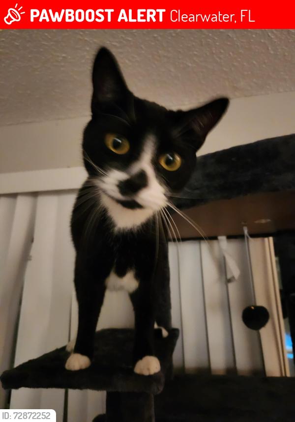 Lost Male Cat last seen Clearwater aquarium , Clearwater, FL 33767