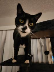 Lost Male Cat last seen Clearwater aquarium , Clearwater, FL 33767