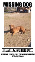 Lost Female Dog last seen Near Avenue M, Brooklyn, NY 11210