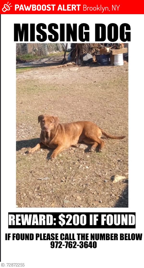 Lost Female Dog last seen Near Avenue M, Brooklyn, NY 11210