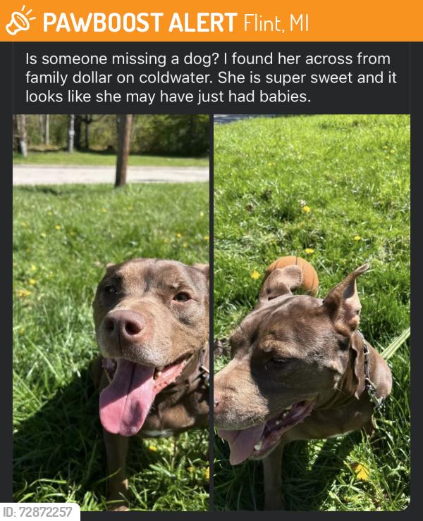 Found/Stray Female Dog last seen Family dollar on coldwater rd, Flint, MI 48505