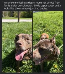 Found/Stray Female Dog last seen Family dollar on coldwater rd, Flint, MI 48505
