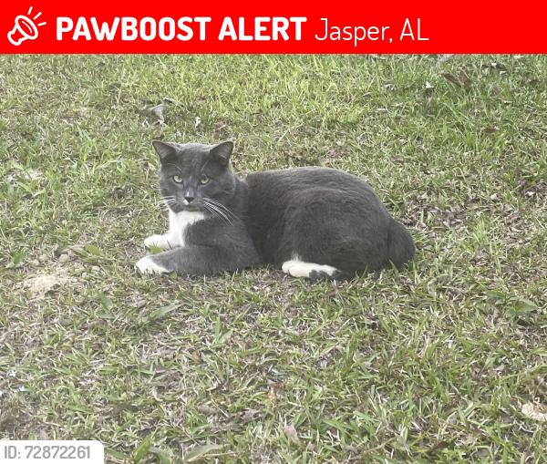 Lost Male Cat last seen Bird farm rd, whittemore rd, fall city rd, Jasper, AL 35503