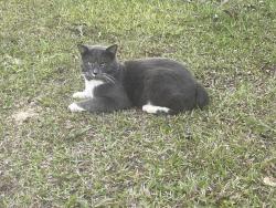 Lost Male Cat last seen Bird farm rd, whittemore rd, fall city rd, Jasper, AL 35503