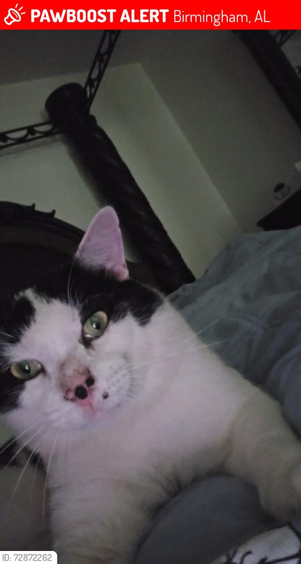 Lost Male Cat last seen Grey stone , Birmingham, AL 35242
