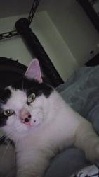 Lost Male Cat last seen Grey stone , Birmingham, AL 35242