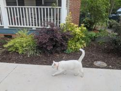 Lost Male Cat last seen Hamilton Forest Dr Jameson Rd Easley, Pickens County, SC 29640