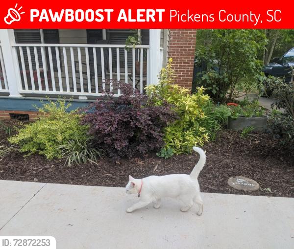 Lost Male Cat last seen Hamilton Forest Dr Jameson Rd Easley, Pickens County, SC 29640