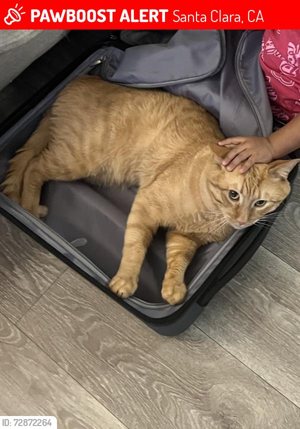 Lost Male Cat last seen Scott Blvd, Santa Clara, CA 95050